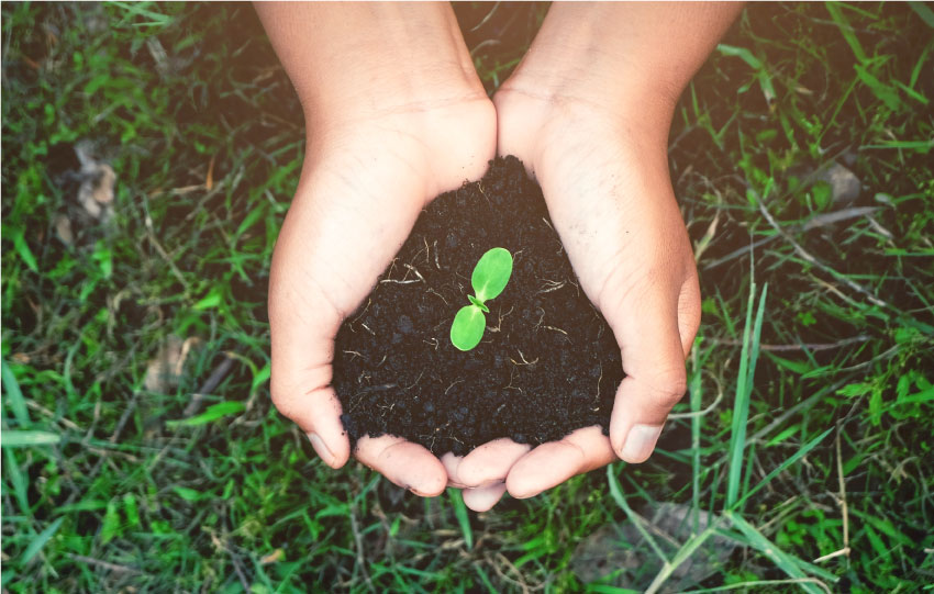 Person holding soil in their hands with a small plant sprouting